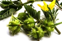 Vị thuốc Đông y: Gai chống tăng cường chức năng sinh lý