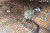 Chưa có bằng chứng Covid-19 từ động vật hoang dã