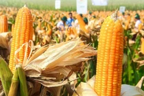 Giải pháp nào cho thức ăn chăn nuôi Việt Nam?