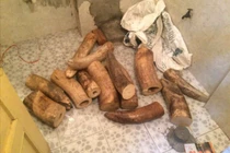 Hà Nội: Thu giữ 207kg ngà voi quý hiếm