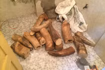 Hà Nội: Thu giữ 207kg ngà voi quý hiếm