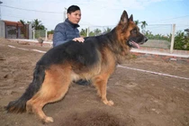 Thót tim chứng kiến nghề huấn luyện chó