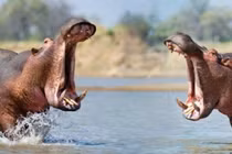 Răng hà mã trở thành mặt hàng buôn bán thay ngà voi