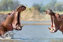 Răng hà mã trở thành mặt hàng buôn bán thay ngà voi