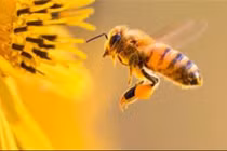 Nước vôi trong chữa côn trùng đốt