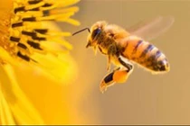 Nước vôi trong chữa côn trùng đốt