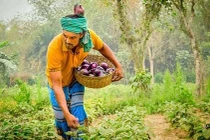 Triển vọng của cây trồng CNSH tại Kenya và Bangladesh