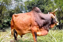  Bệnh lạ xuất hiện, lây lan nhanh trên trâu bò