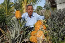 Hướng tới kim ngạch xuất khẩu các loại quả đạt hơn 3,6 tỷ USD