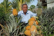 Hướng tới kim ngạch xuất khẩu các loại quả đạt hơn 3,6 tỷ USD