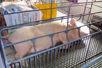 Cảm biến nhiệt độ cho lợn