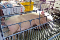 Cảm biến nhiệt độ cho lợn