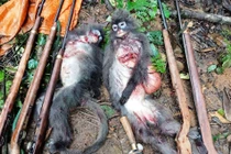 Hai con voọc quý hiếm bị nhóm thợ săn bắn chết