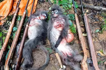 Hai con voọc quý hiếm bị nhóm thợ săn bắn chết