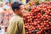 Câu chuyện thành công của vải thiều Việt Nam sang Nhật Bản