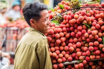 Câu chuyện thành công của vải thiều Việt Nam sang Nhật Bản