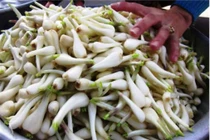 Cách dùng củ kiệu chữa đau xương khớp, khó thở