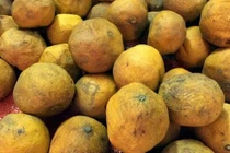 Tỏi giữ bưởi tươi lâu