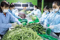 Bộ GTVT yêu cầu các tỉnh, thành phố cần tạo lập nhóm thông tin trên zalo, viber, facebook… để hỗ trợ vận chuyển nông sản.