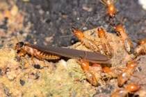 Mối xuất hiện ở cả nhà cao tầng