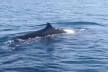 Cá voi xuất hiện ở biển Cù Lao Chàm