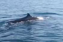 Cá voi xuất hiện ở biển Cù Lao Chàm