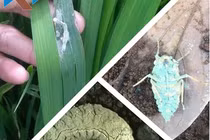 Dùng nấm bệnh phòng trừ côn trùng gây hại