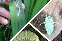 Dùng nấm bệnh phòng trừ côn trùng gây hại