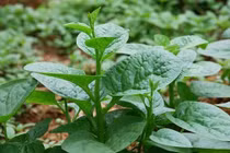 Rau mồng tơi chữa yếu sinh lý