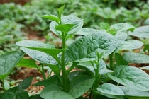 Rau mồng tơi chữa yếu sinh lý