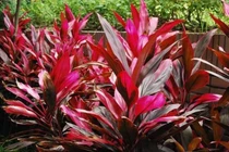 Huyết dụ chữa các bệnh chảy máu