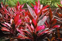 Huyết dụ chữa các bệnh chảy máu