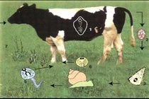 Phòng chống bệnh sán lá gan cho trâu, bò