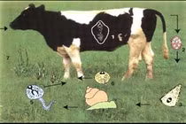 Phòng chống bệnh sán lá gan cho trâu, bò