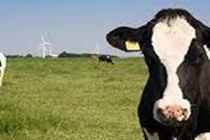 Nguyên liệu bơ sữa Hoa Kỳ: Lợi thế cho sự đổi mới và phát triển bền vững