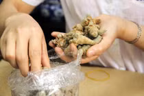 Cách bào chế tam thất trị bệnh cho đúng