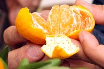 Không nên nghĩ vỏ quýt thơm miệng