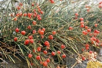 Ma hoàng - Vị thuốc chữa hen suyễn