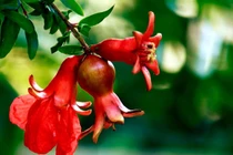 Hoa lựu làm thuốc