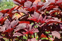 Loại rau giàu canxi nên bổ sung hàng ngày