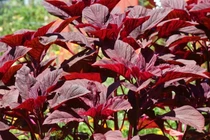 Loại rau giàu canxi nên bổ sung hàng ngày