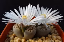 Kỳ lạ loài cây có hình dáng như hòn đá nở hoa