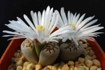 Kỳ lạ loài cây có hình dáng như hòn đá nở hoa