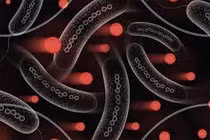 Vi khuẩn từ tính phân phối thuốc đúng vị trí bị bệnh