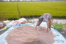 Giá phân bón tăng cao, doanh nghiệp lãi lớn, nông dân kém vui