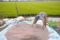 Giá phân bón tăng cao, doanh nghiệp lãi lớn, nông dân kém vui