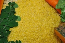 Philippines phê duyệt canh tác gạo vàng