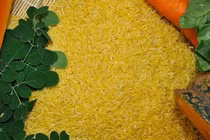 Philippines phê duyệt canh tác gạo vàng