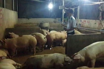 Có dấu hiệu tiêm, bơm thuốc an thần cho heo, Cục C49B vào cuộc