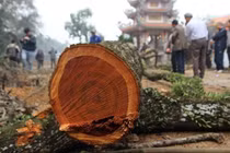 Lô gỗ sưa 'trăm tỷ' chưa thể tổ chức đấu giá lần 5